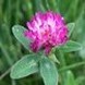 (trifolium)