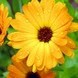 (calendula)
Essbar