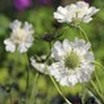 (scabiosa)