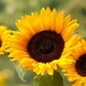 (helianthus annuus)
Essbar