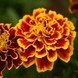 (tagetes)