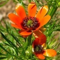 (adonis aestivalis)
Stark giftig !