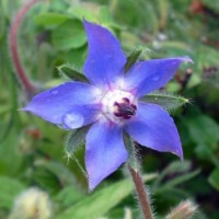 (borago officinalis)
Giftig !