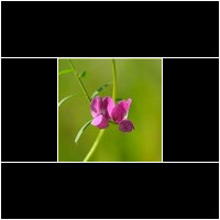 (vicia sativa)
Giftig !