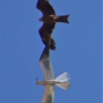 Chaly's Möwe auf Tuchfühlung mit einem Schwarzmilan