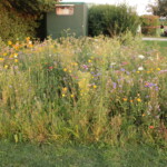 Unser Wildblumenbeet