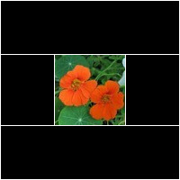 (tropaeolum majus)