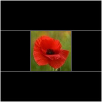 (papaver rhoeas)
Giftig !