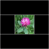 (trifolium)
