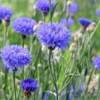(centaurea cyanus)