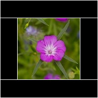 (agrostemma githago)
Stark giftig !