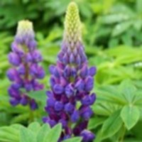 (lupinus angustifolius)
Giftig !