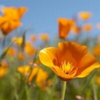 (eschscholzia californica)
Giftig !