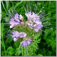 (phacelia tanacetifolia)
Giftig !