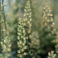 (reseda)