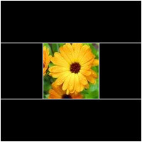 (calendula)
Essbar