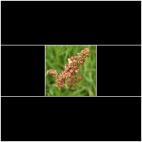 (rumex acetosa)
Blätter essbar