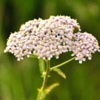 (achillea)