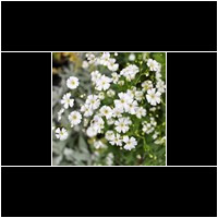 (gypsophila elegans)
Giftig !