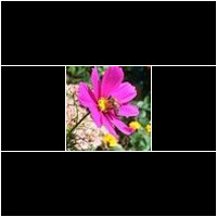 (cosmos bipinnatus)
