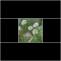 (lobularia maritima)