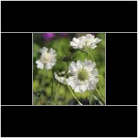 (scabiosa)