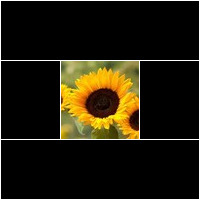 (helianthus annuus)
Essbar