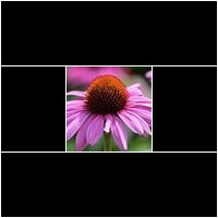 (echinacea)