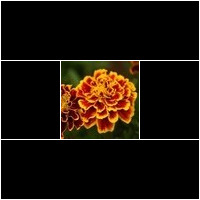 (tagetes)