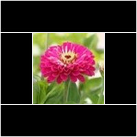 (zinnia elegans)
Giftig !