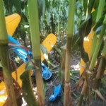 Absturz ins Maisfeld