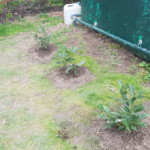 Neue Sträucher bei der Toilette