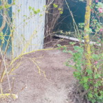 Bei den Containern neu eingesät